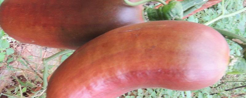 火腿甜瓜的种植条件