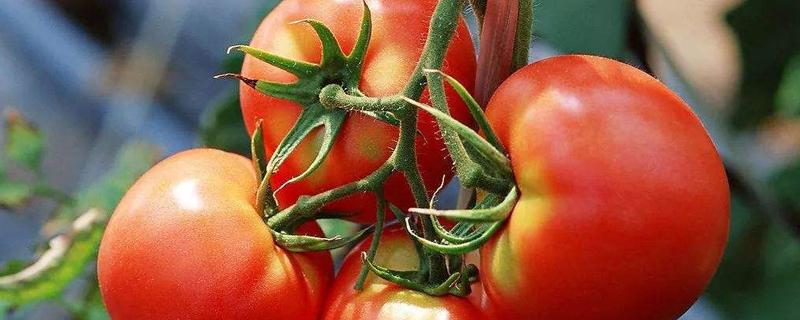 西红柿吊绳新方法