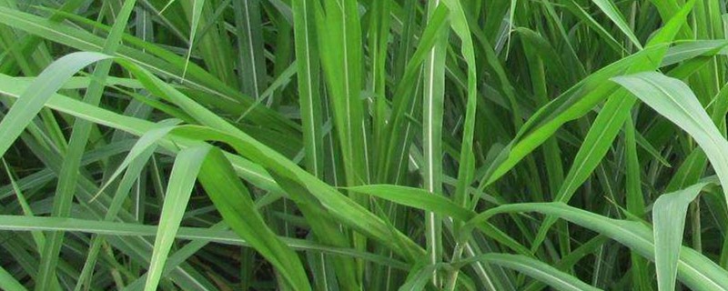 巨菌草和皇竹草的区别