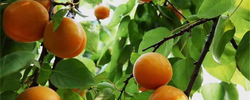 杏子怎么种植 杏子怎么种植和管理