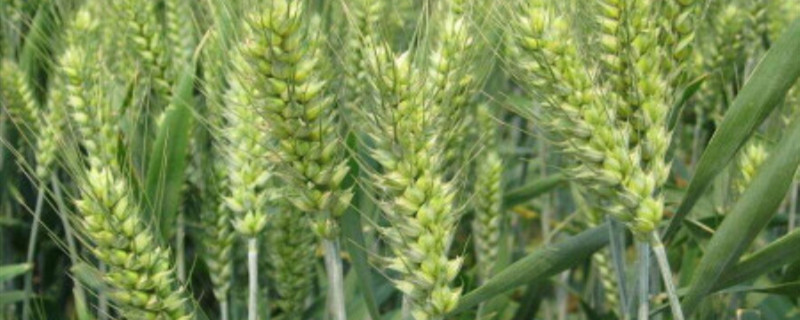 禾丰3号小麦新品种介绍 禾丰3号小麦种子