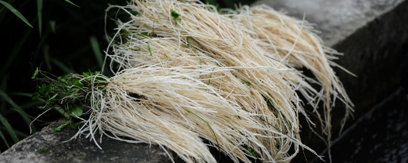 丝线根的种植方法（丝线根是什么植物）