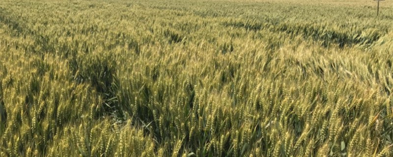 济麦23株高是多少 济麦23每亩播种多少斤