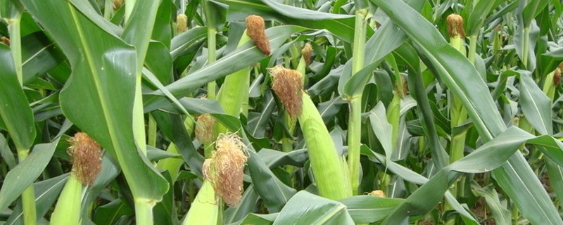 玉米粗缩病的防治措施 玉米粗缩病的防治措施有哪些