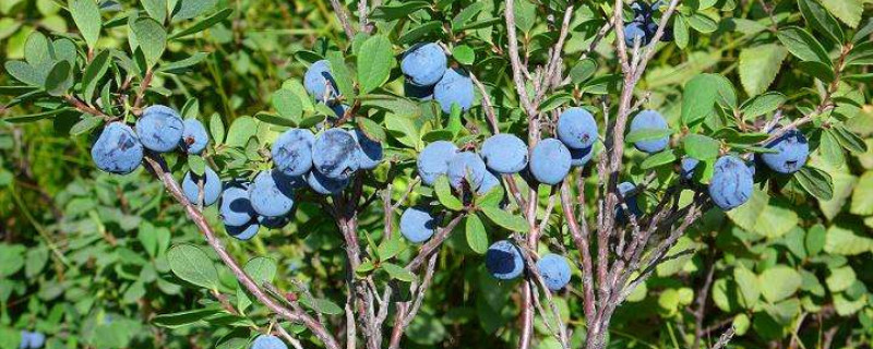 蓝梅种植适合什么地方 蓝莓种植前景如何