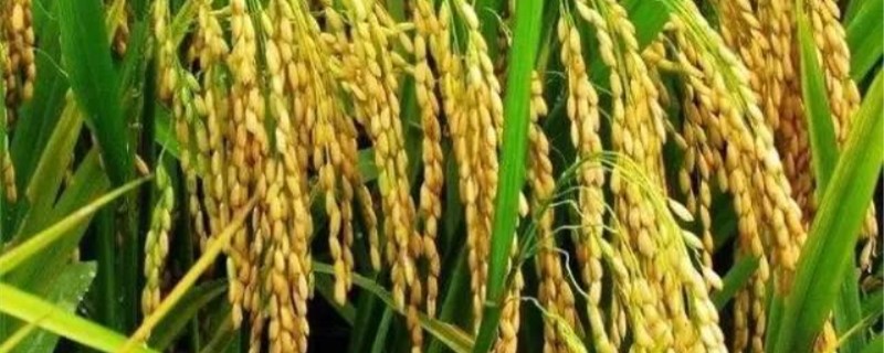 水稻赤枯病的症状表现