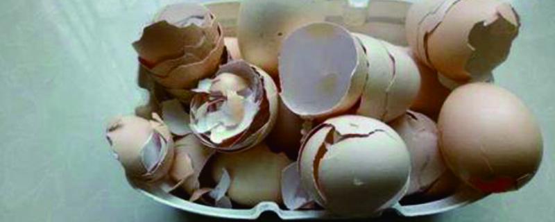 坏鸡蛋做花肥的方法（坏鸡蛋如何做花肥）