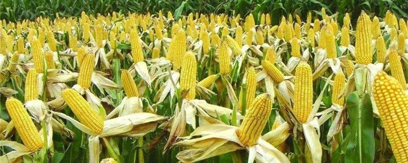 玉米追肥用什么化肥