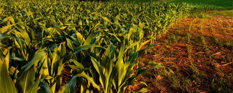 玉米除草剂能和杀虫剂混用吗 玉米除草剂和杀虫药能一起用吗?