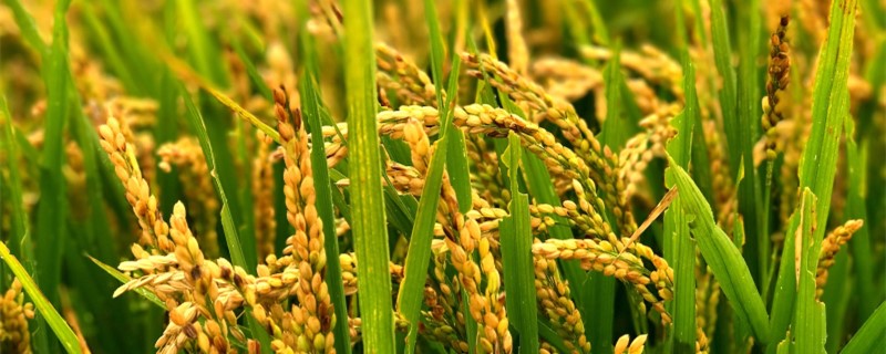 水稻细菌性条斑病用药
