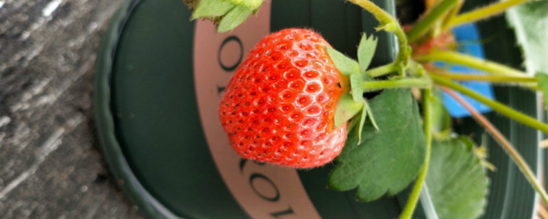 草莓藤蔓怎么种植