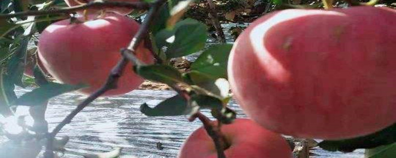 鲁丽苹果种植密度