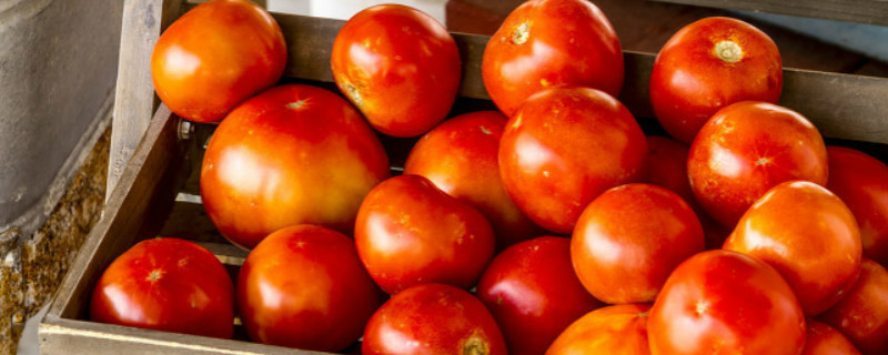 西红柿发芽了还能吃吗