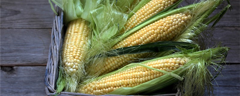 玉米是什么季节的产物