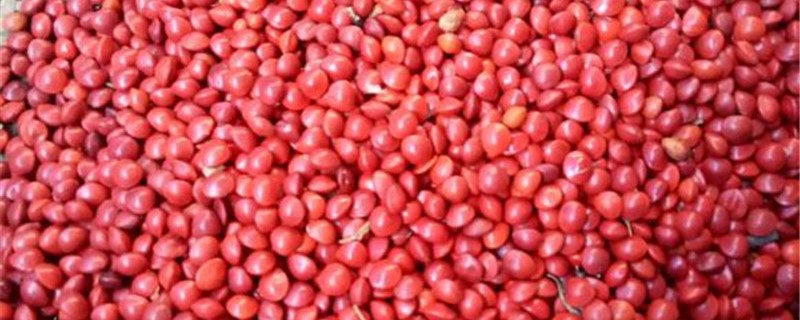 红豆苗的种植过程 红豆苗能移栽吗