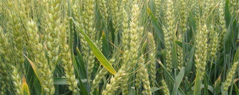 小麦最佳播种期 小麦最佳播种期每亩种多少斤