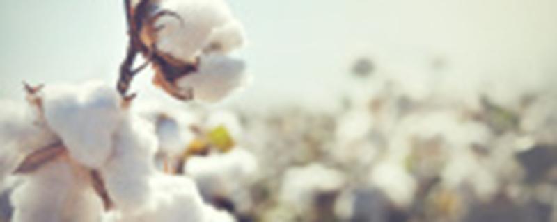 转基因抗虫棉对中国棉花产业的影响