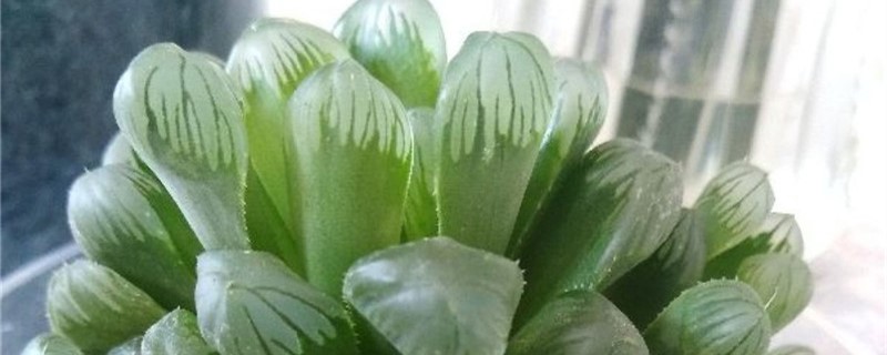 冰灯玉露种植方法和时间 冰灯玉露能叶片繁殖吗