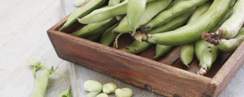 蚕豆的生长期是多少天 蚕豆生长时间多长