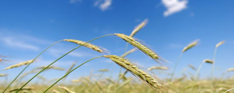 小麦除草剂可以和杀虫剂一起用吗 小麦除草剂可以和吡虫啉一起用吗