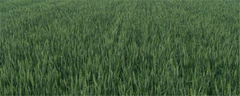 小麦一亩地撒多少尿素 小麦一亩地撒多少尿素肥