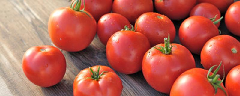 番茄开花到果实成熟要多久 番茄开花到果实成熟要多久呢