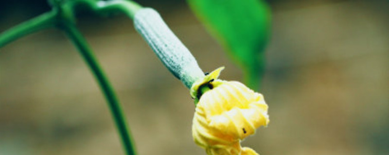 丝瓜开花后怎么管理 丝瓜开花期怎样打理