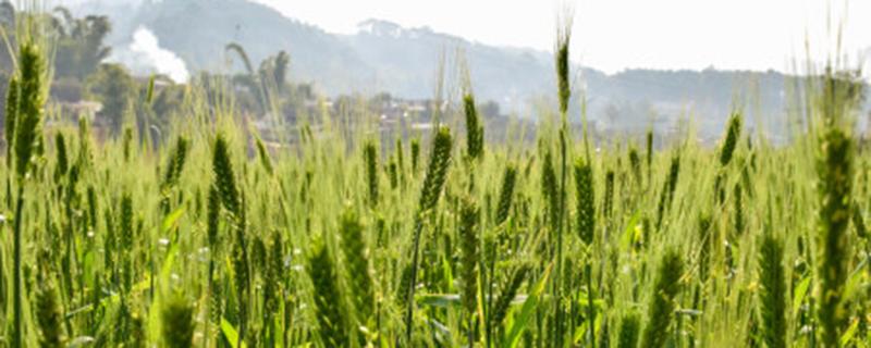 小麦喷施尿素使用方法（小麦苗期喷施尿素多少为好?）