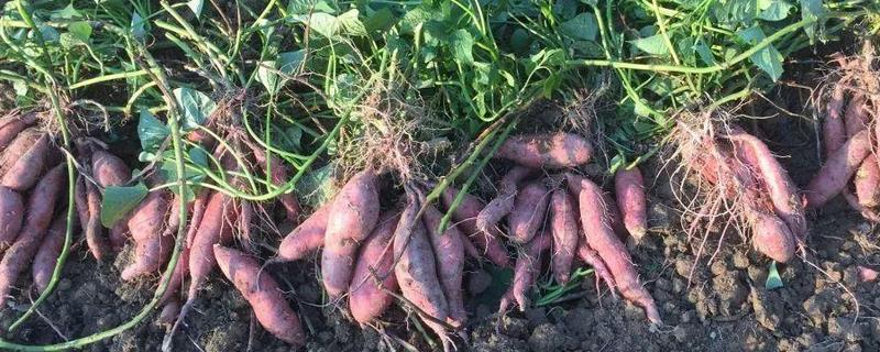 红薯的采收时间，怎样施用钾肥 红薯施肥时间和方法