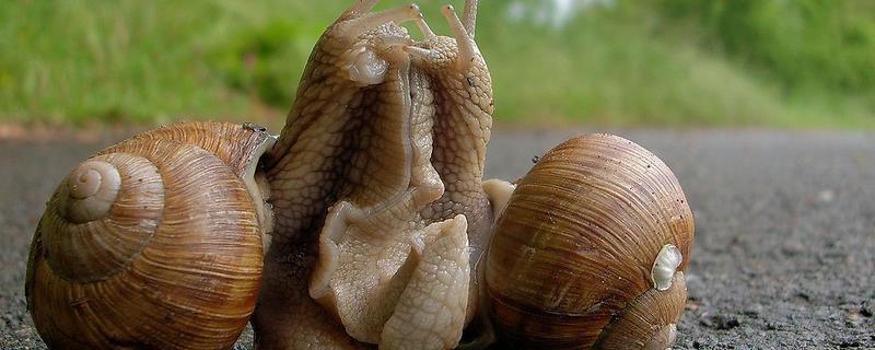 法国光亮大蜗牛养殖技术，附其人工养殖技术