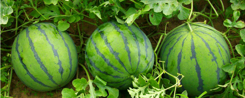 夏季西瓜的种植方法，附病虫害防治 西瓜的栽培技术与病虫害防治