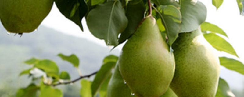 梨树的种植方法，有哪些要点 梨树怎样栽种和管理