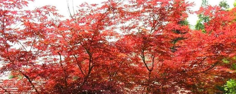 日本红枫的繁殖方法，附种植技术 日本红枫繁殖的方法有几种