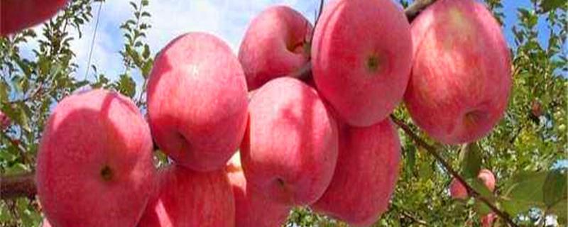 柱状苹果树栽培技术，附种植要点 苹果密植栽培常用的树形
