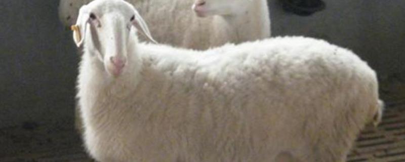 湖羊养殖技术，性成熟时间较早（湖羊繁殖能力强吗）
