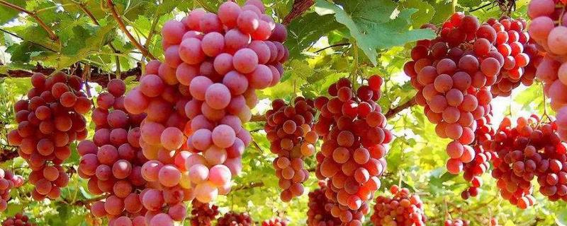 葡萄的种植前景，种植葡萄的优势（葡萄种植发展前景）