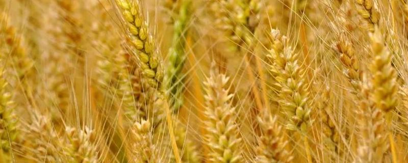 小麦受药害的处理方法，详细介绍（小麦草药害怎么办）