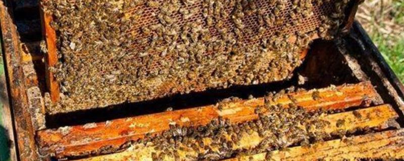 春天蜜蜂的繁殖技术，注意这4个方面 春天养蜜蜂繁殖技术