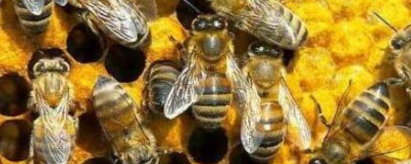 蜜蜂的春繁技术，注意蜂群检查和箱外观察
