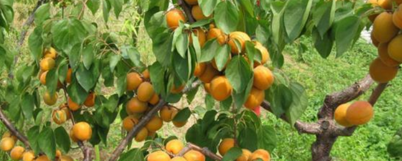 杏树的花期，预防冻害的措施有哪些 杏树花期发生冻害的应对措施