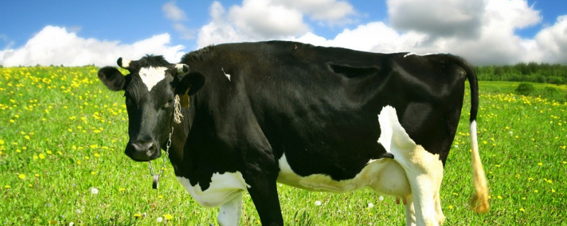 冬季奶牛的高效养殖技术，附其饲料标准