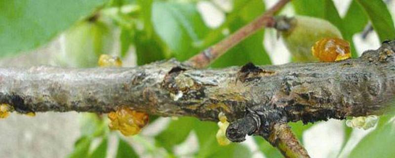 桃树枝干病害的防治方法，关于流胶病和木腐病的介绍