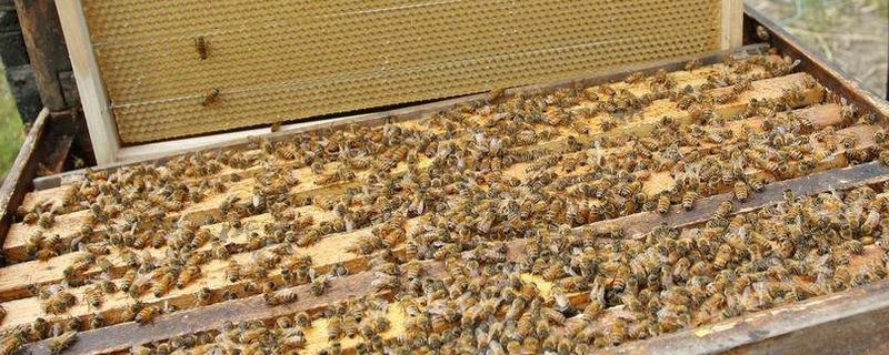 养殖蜜蜂的相关书籍，如何科学的养蜂