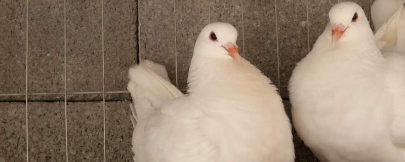 白羽王鸽的养殖管理技术，附育雏期种鸽饲料配方