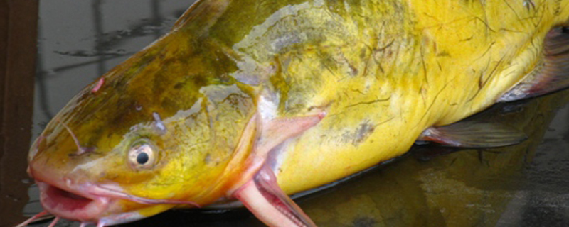 黄颡鱼夏花鱼种培育与食性驯化，注意池塘条件