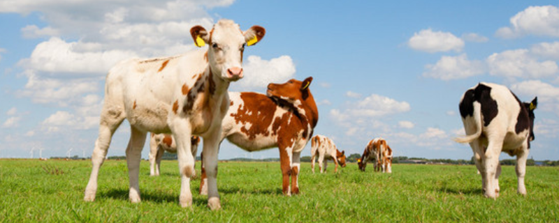 冬春犊牛的散养管理技术，主要有四方面