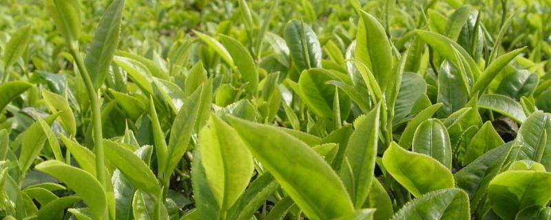 贵州山区茶树栽培技术，有五个方面 贵州种植茶叶的有利条件