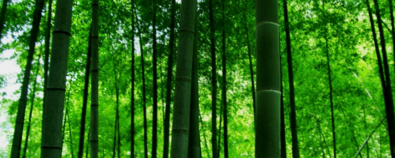 竹子的别名有哪些，竹子属于哪种类型的植物