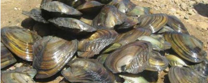 河蚌繁殖方式，河蚌怎么养殖 河蚌的生活环境和繁殖方式