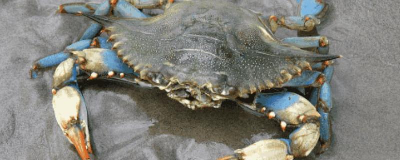 海蟹的种类，什么时候肥 海蟹啥时候最肥
